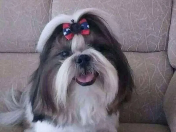 Cachorro ra a Shitzu idade 1 ano nome Léo