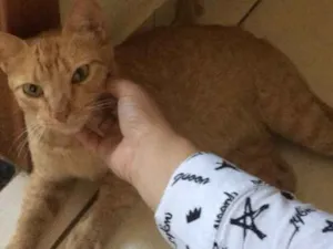 Gato raça Vira lata  idade 3 anos nome Marrie
