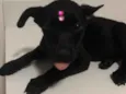 Cici