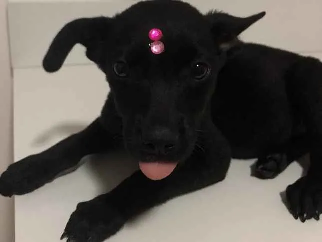 Cachorro ra a Vira-lata idade 2 a 6 meses nome Cici