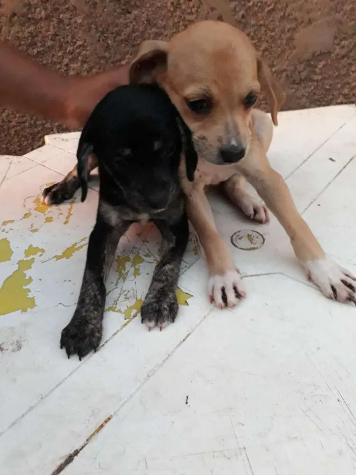 Cachorro ra a Vira lata idade 2 a 6 meses nome Nina