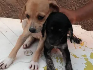 Cachorro raça Vira lata idade 2 a 6 meses nome Nina