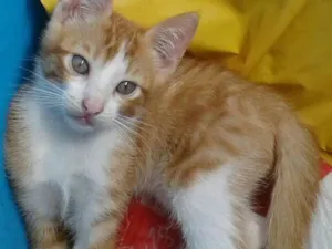 Gato raça  idade 2 a 6 meses nome Rambo