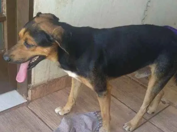 Cachorro ra a Pastor alemão com perdigueiro idade 3 anos nome Barucky