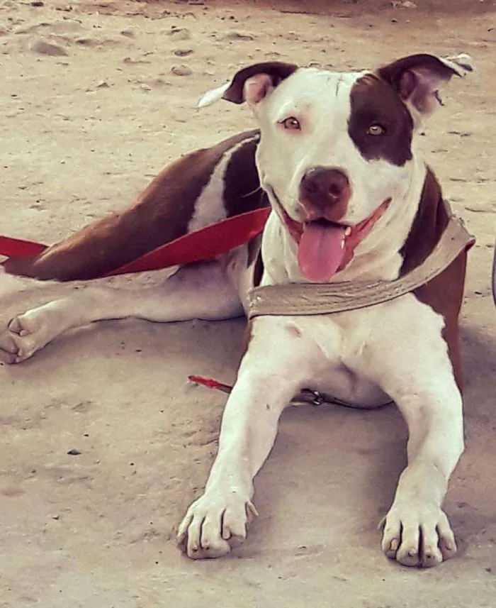 Cachorro ra a Pitbull idade 2 a 6 meses nome Kyara