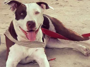 Cachorro raça Pitbull idade 2 a 6 meses nome Kyara