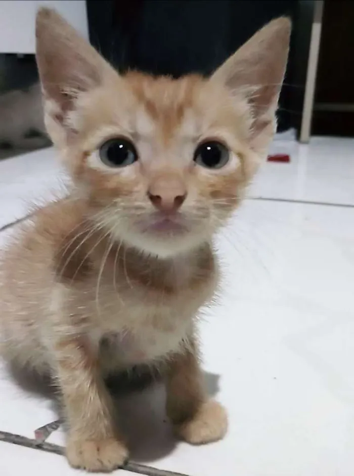 Gato ra a Vira lata idade Abaixo de 2 meses nome Não tem 