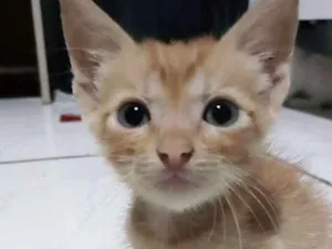 Gato raça Vira lata idade Abaixo de 2 meses nome Não tem 