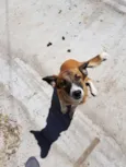 Cacau