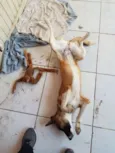 Cacau