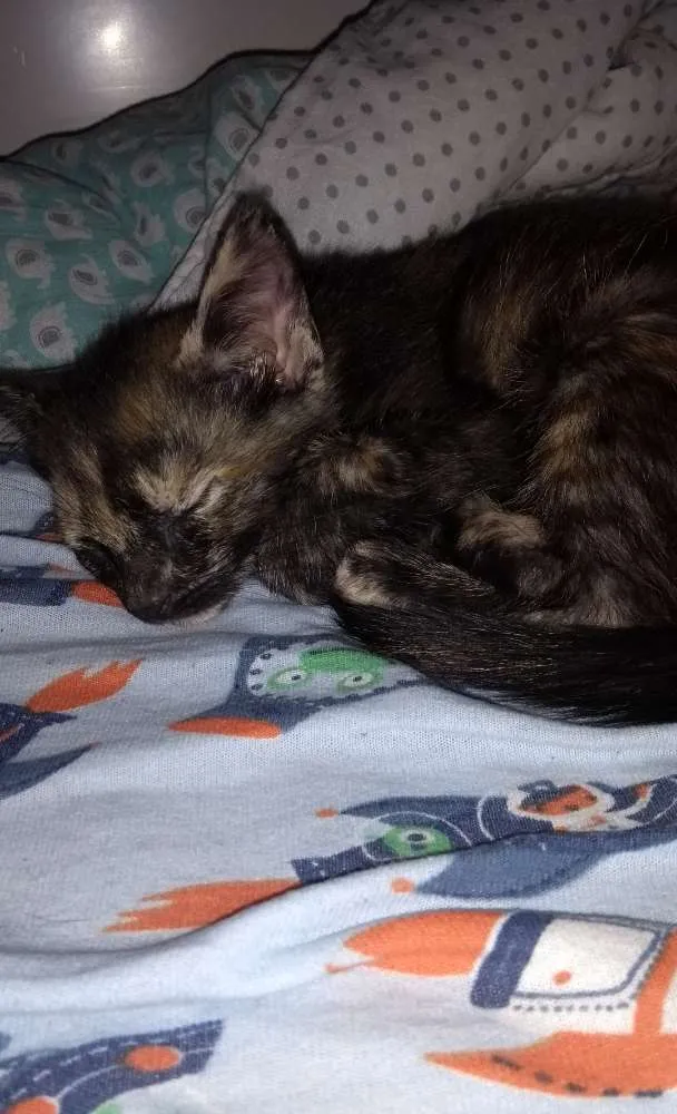 Gato ra a Sem raça idade 2 a 6 meses nome Bruça, Bananas e Aba