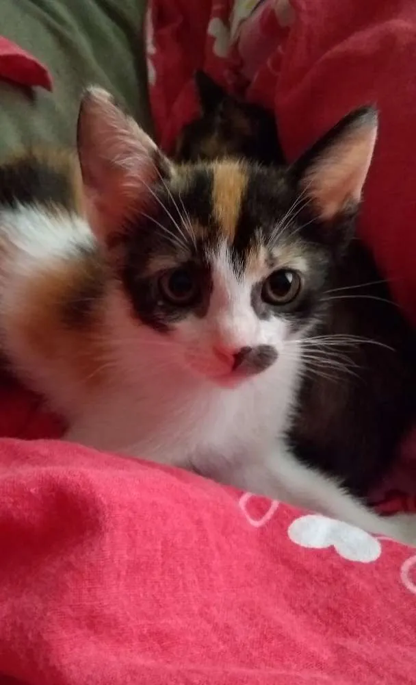 Gato ra a Sem raça idade 2 a 6 meses nome Bruça, Bananas e Aba