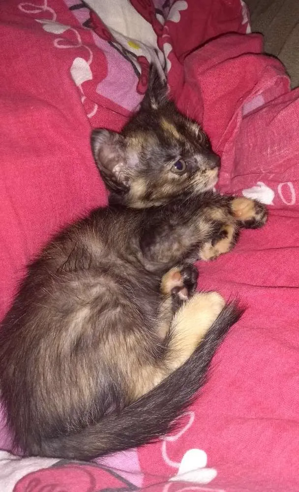 Gato ra a Sem raça idade 2 a 6 meses nome Bruça, Bananas e Aba