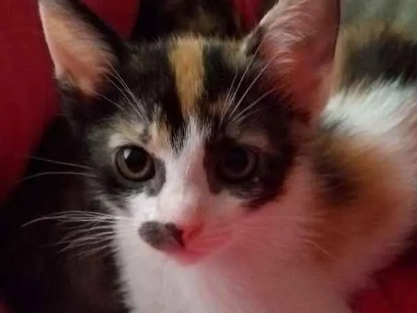 Gato ra a Sem raça idade 2 a 6 meses nome Bruça, Bananas e Aba