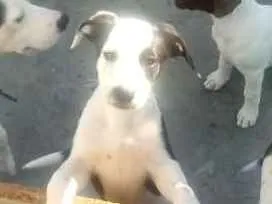 Cachorro ra a Mistura de Pitty bull com labr idade 2 a 6 meses nome Amora