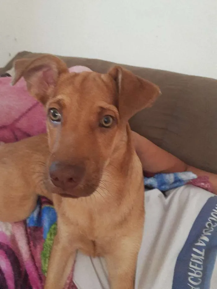 Cachorro ra a Vita lata idade 1 ano nome ZIG