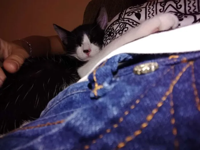 Gato ra a Vira lata idade 2 a 6 meses nome Odin