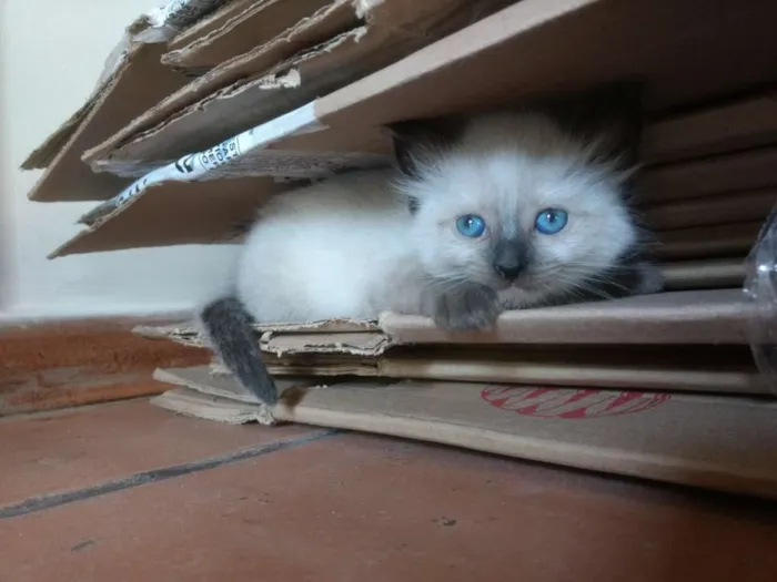 Gato ra a Vira Lata idade Abaixo de 2 meses nome Kiara