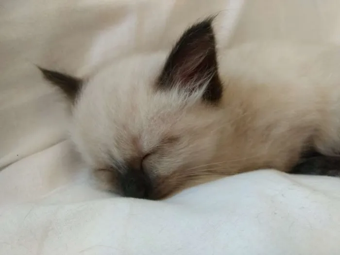 Gato ra a Vira Lata idade Abaixo de 2 meses nome Kiara