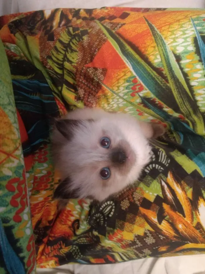 Gato ra a Vira Lata idade Abaixo de 2 meses nome Kiara