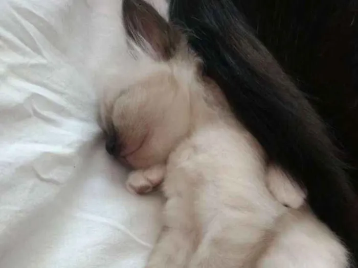 Gato ra a Vira Lata idade Abaixo de 2 meses nome Kiara