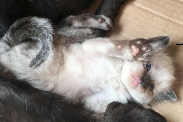 Gato ra a Vira Lata idade Abaixo de 2 meses nome Kiara