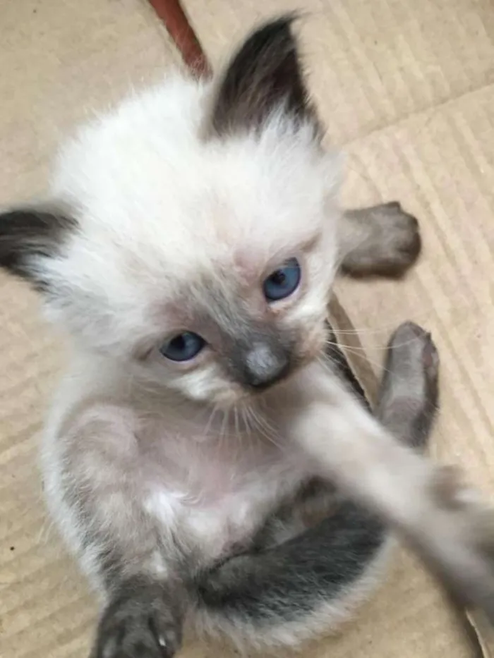 Gato ra a Vira Lata idade Abaixo de 2 meses nome Kiara