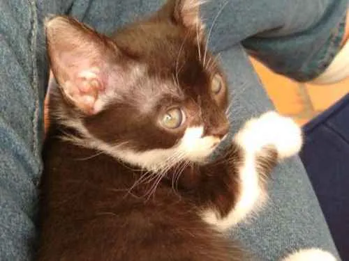 Gato ra a Vira Lata idade Abaixo de 2 meses nome Agnes