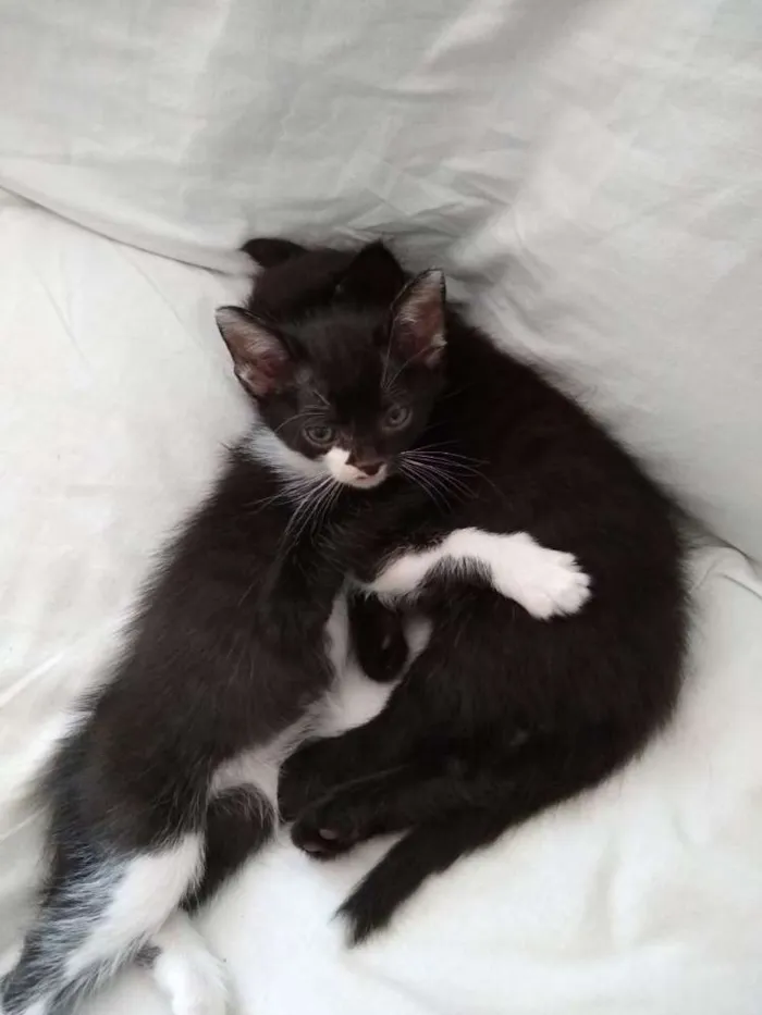 Gato ra a Vira Lata idade Abaixo de 2 meses nome Agnes