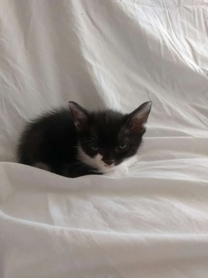 Gato ra a Vira Lata idade Abaixo de 2 meses nome Agnes