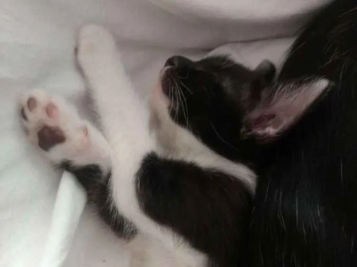 Gato ra a Vira Lata idade Abaixo de 2 meses nome Agnes