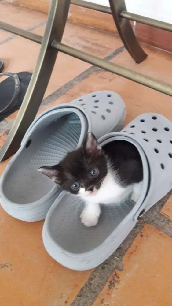 Gato ra a Vira Lata idade Abaixo de 2 meses nome Agnes