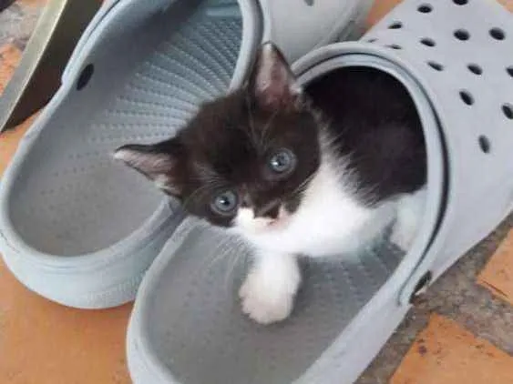 Gato ra a Vira Lata idade Abaixo de 2 meses nome Agnes