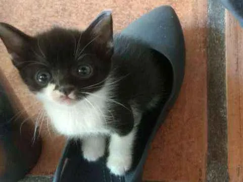 Gato ra a Vira Lata idade Abaixo de 2 meses nome Agnes