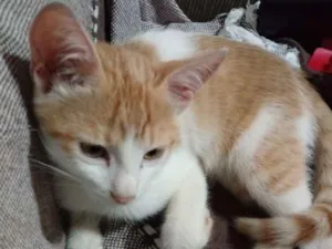Gato raça Sem raça definida idade 2 a 6 meses nome Amarelinho