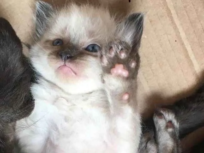 Gato ra a Vira Lata idade Abaixo de 2 meses nome Kiara