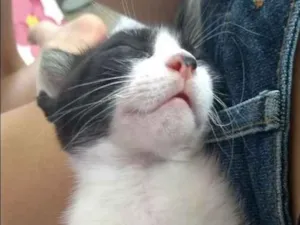 Gato raça Vira lata idade 2 a 6 meses nome Odin