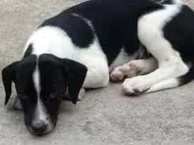 Cachorro raça Mistura de Pitty bull com labr idade 2 a 6 meses nome Pedrinho