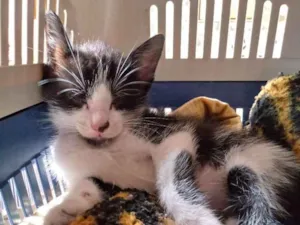 Gato raça SRD idade 2 a 6 meses nome Achei na rua