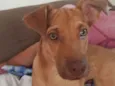 ZIG