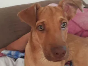 Cachorro raça Vita lata idade 1 ano nome ZIG