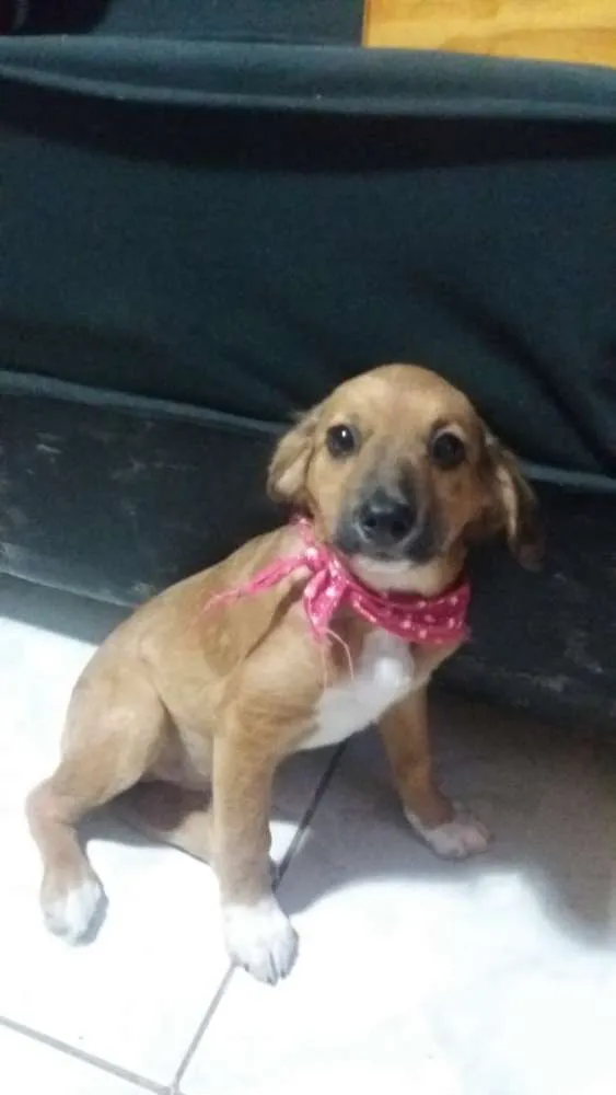 Cachorro ra a srd idade 2 a 6 meses nome Antonia 