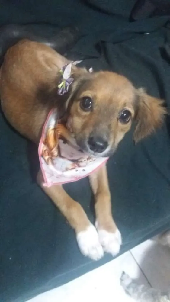 Cachorro ra a srd idade 2 a 6 meses nome Antonia 
