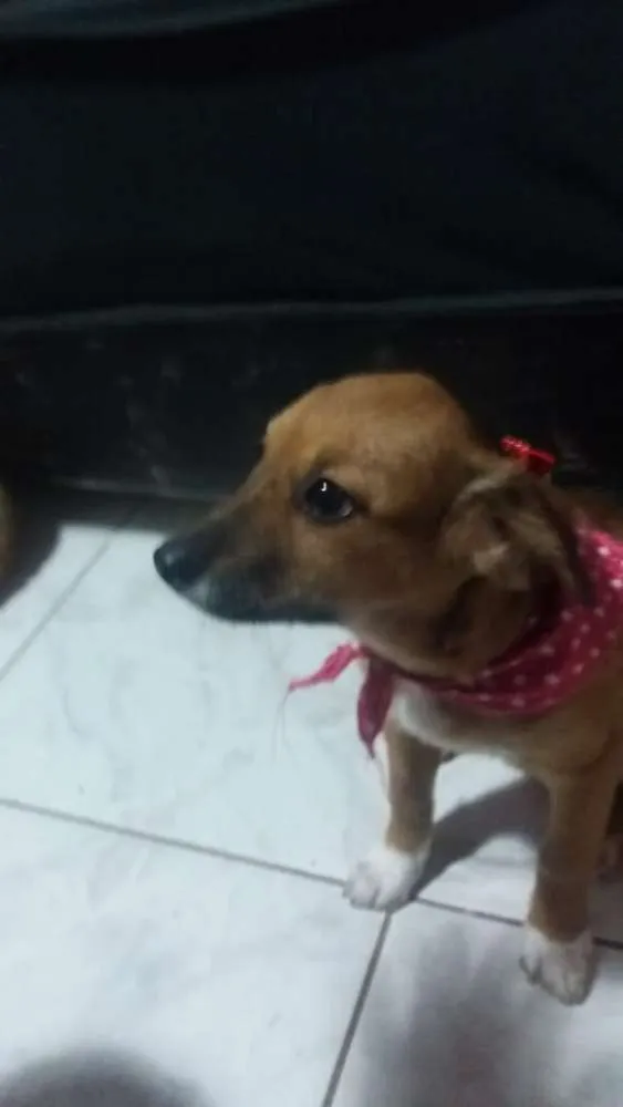 Cachorro ra a srd idade 2 a 6 meses nome Antonia 