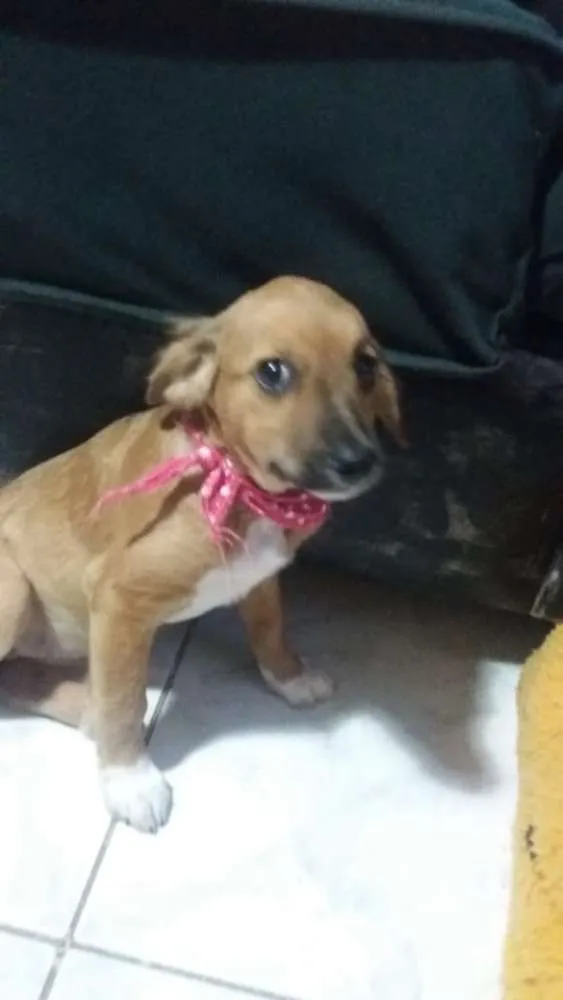 Cachorro ra a srd idade 2 a 6 meses nome Antonia 