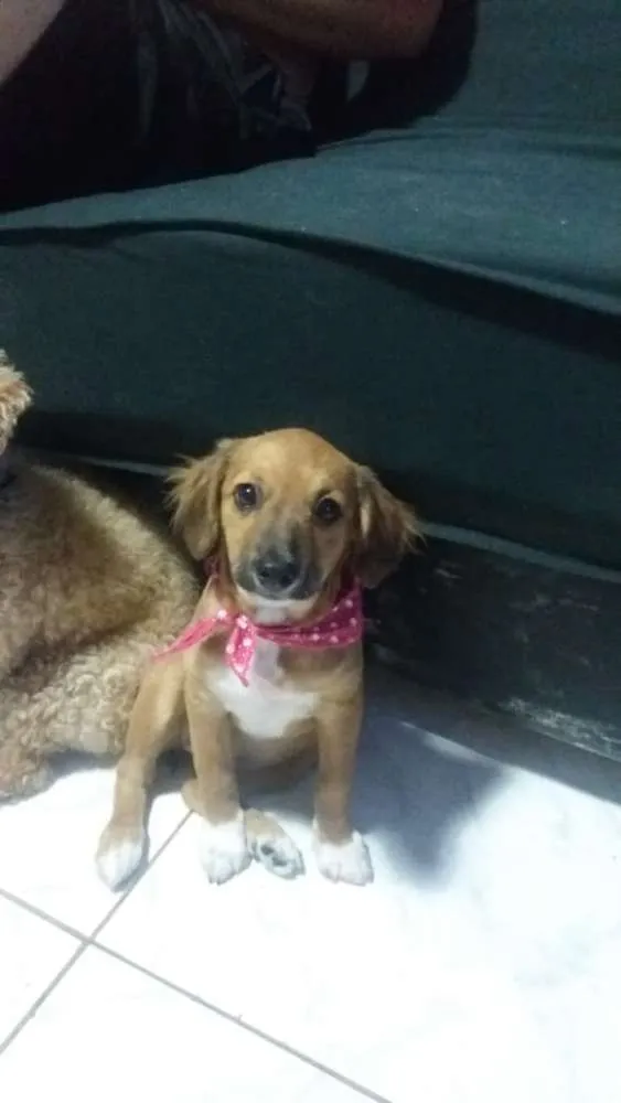 Cachorro ra a srd idade 2 a 6 meses nome Antonia 