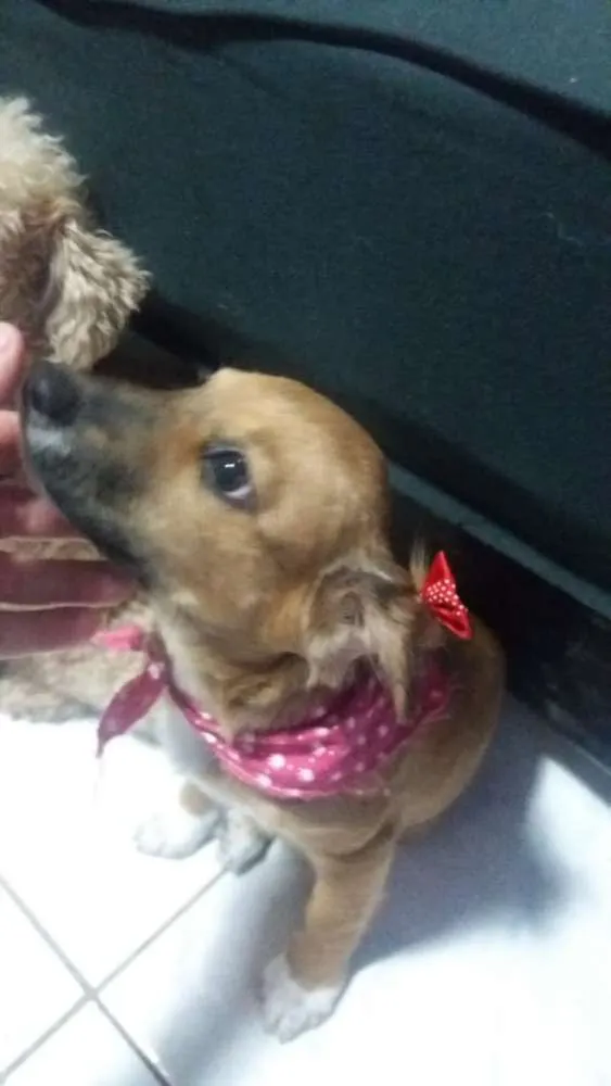 Cachorro ra a srd idade 2 a 6 meses nome Antonia 