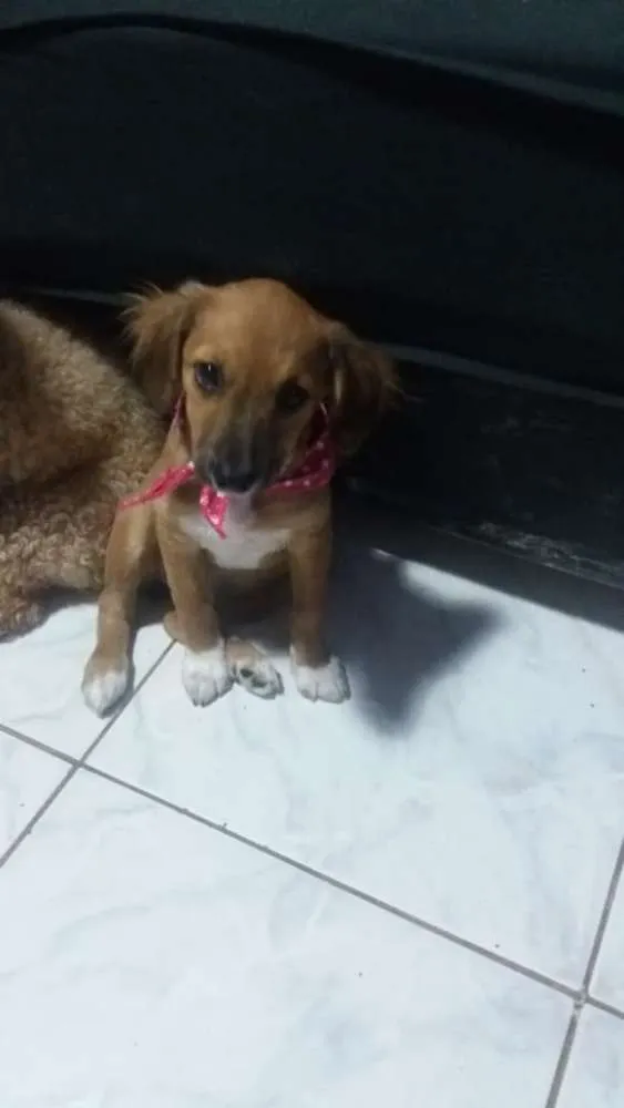 Cachorro ra a srd idade 2 a 6 meses nome Antonia 