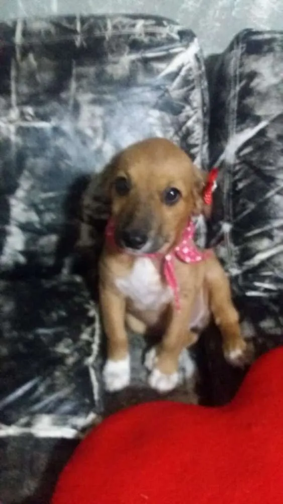 Cachorro ra a srd idade 2 a 6 meses nome Antonia 