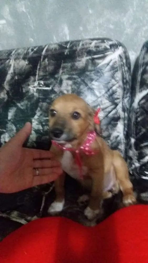 Cachorro ra a srd idade 2 a 6 meses nome Antonia 